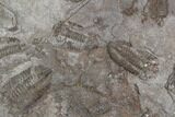 Ordovician Trilobite Mortality Plate - Tafraoute, Morocco #126931-3